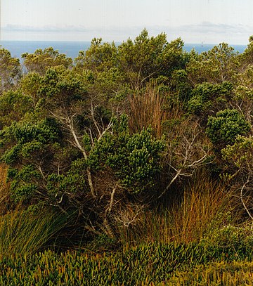 Pradera templada de las islas de San Pablo y Ámsterdam