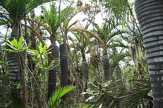 <i>Pseudophoenix ekmanii</i> Species of palm