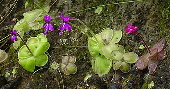 Leaf color can be variable, even within a population. Oaxaca, Mexico Pinguicula moranensis variation.jpg