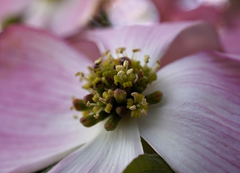 File:Pink Dogwood Crown (107579343).jpeg