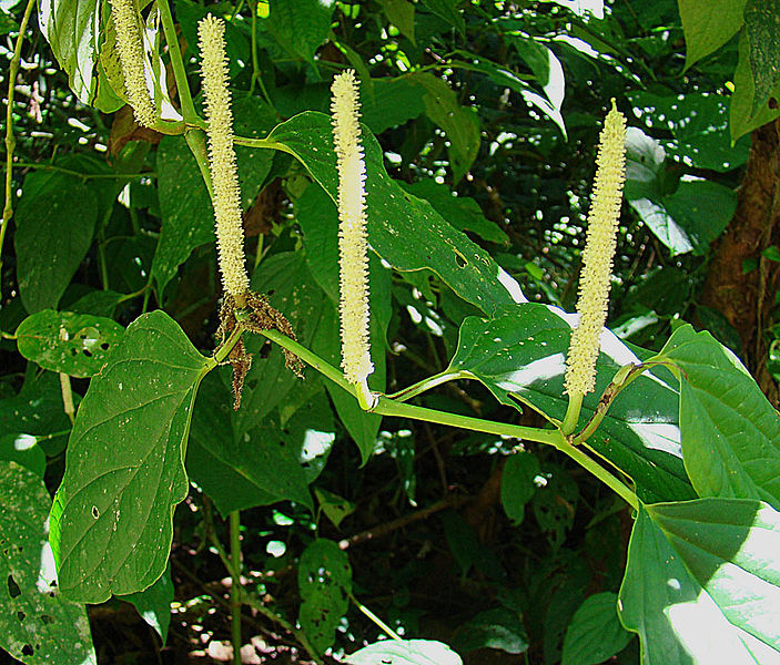 File:Piper verrucosum (or arboreum) (9768479402).jpg