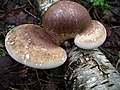 Berk polypore