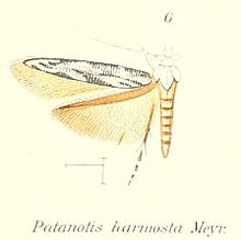 Pl.1-06-Patanotis harmosta Meyrick ، ​​1913.jpg