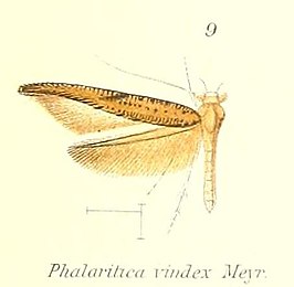 Phalaritica vindex