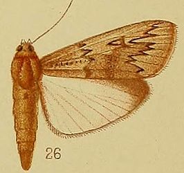 Hypsipyla albipartalis
