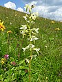 Platanthera chlorantha Germany - Feldberg