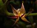 Pleurothallis crescentilabia