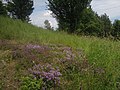 Habitat, nature reserve Ploščiny in Poteč, Zlín District, Zlín Region, Czech Republic