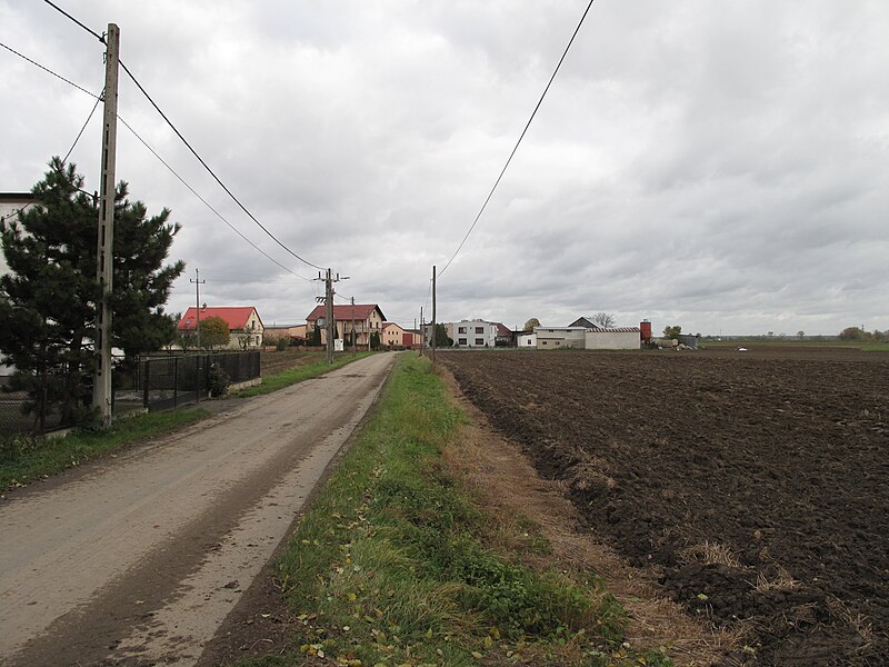 File:Podlesie (powiat kędzierzyńsko-kozielski), pole III.jpg