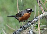 Thumbnail for Black-and-rufous warbling finch