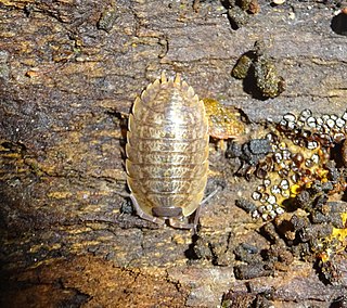 <i>Porcellio montanus</i> Species of woodlouse