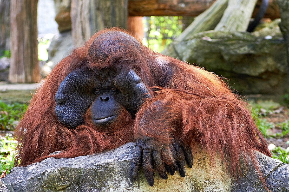  Orangutan  Wikipedia