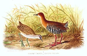 Malay rail (right), a potted moorhen is shown on the left