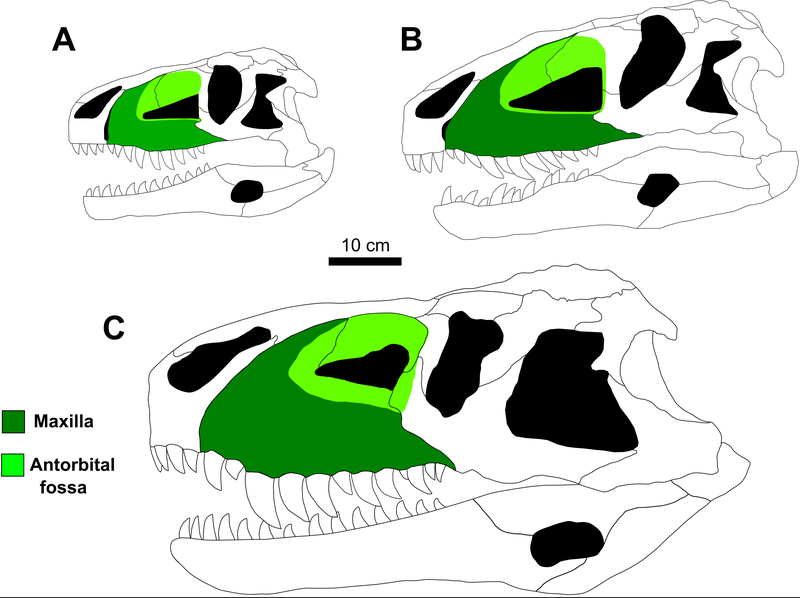 File:Prestosuchus skull diagrams.png