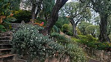 Olive trees in the Princess Antoinette park (2024)