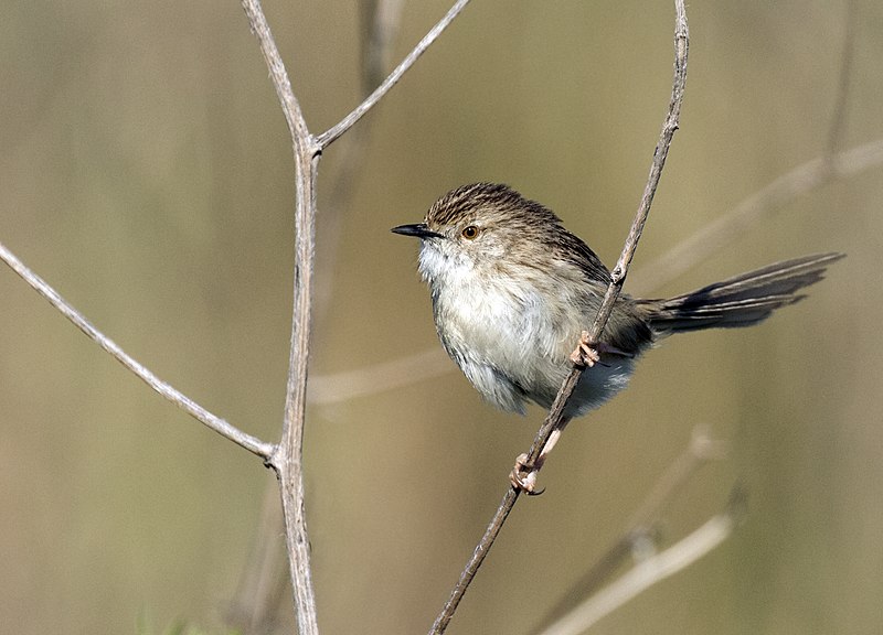 File:Prinia gracile - Graceful prinia 10.jpg