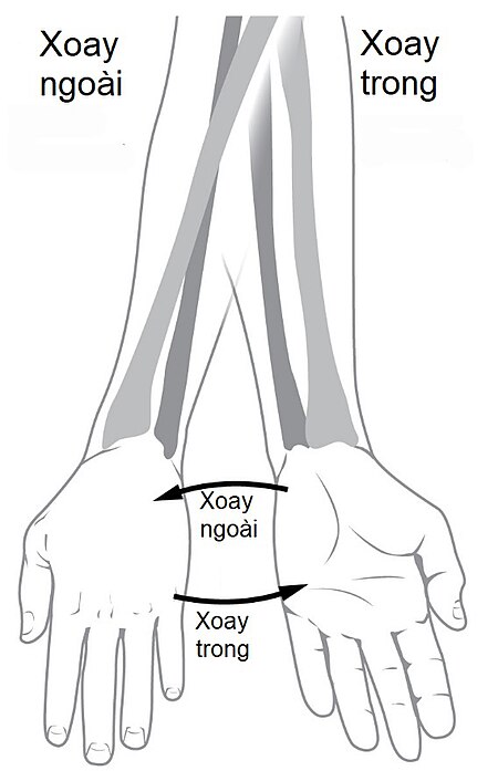 Tập_tin:Pronation_and_supination_vi.jpg