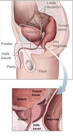 Kişi xarici cinsiyyət üzvü: Penis, sidik kanalı, prostat, toxum kisəsi