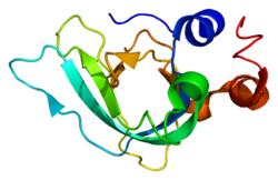 Ақуыз TIMP1 PDB 1d2b.png