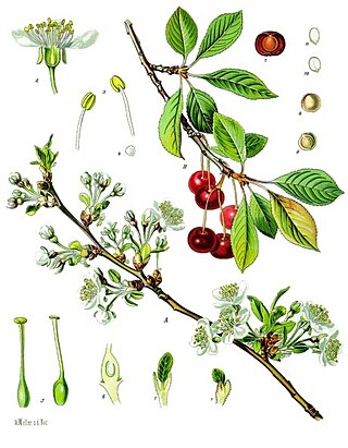 <i>Prunus cerasus</i> Species of tree