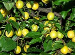 Miniatura para Prunus insititia