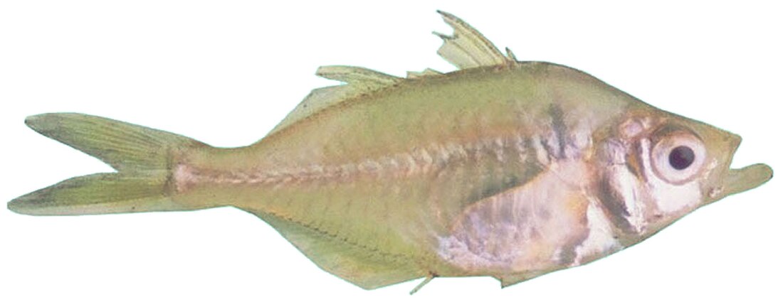 File:Pseudoambassius ranga.jpg