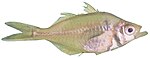 Pseudoambassius ranga.jpg