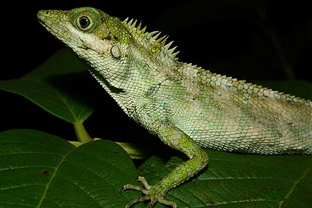 Calotes andamanensis