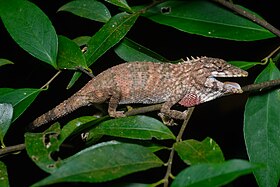 Pseudocalotes floweri, Flower’s long-headed lizard - Khao Khitchakut National Park (47144396302) by Rushen.jpg