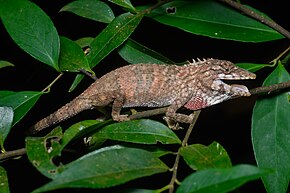 Descripción de la imagen Pseudocalotes floweri, lagarto de cabeza larga de Flower - Parque Nacional Khao Khitchakut (47144396302) por Rushen.jpg.