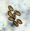 Psilocybe pelliculosa 13210.jpg