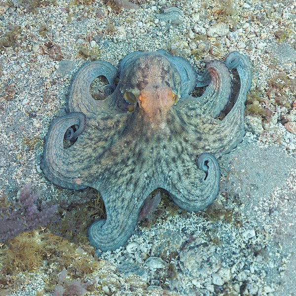 File:Pulpo común (Octopus vulgaris), franja marina Teno-Rasca, Tenerife, España, 2022-01-08, DD 61.jpg