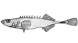 Amur stickleback Species of fish