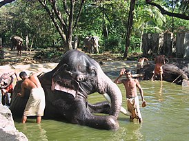 Слоны в Пуннатхуркотта