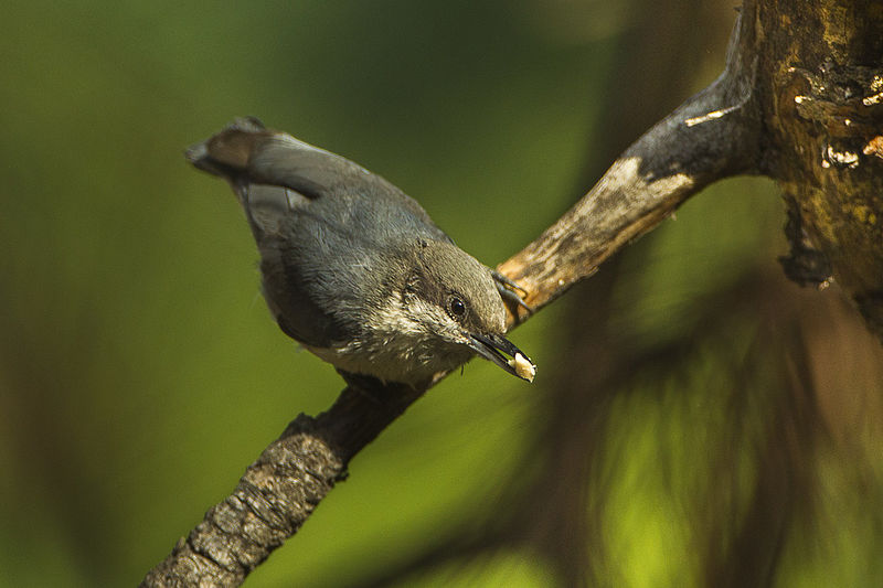 File:Pygmy Nuthatch - Sisters - Oregon S4E8711 (19049199200).jpg