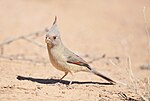 Thumbnail for File:Pyrrhuloxia 4249a.jpg