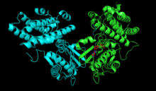 PDK isozyme 4 with ADP bound in the active site. ADP has been shown to be a competitive inhibitor. Pyruvate dehydrogenase kinase isozyme 4 with bound ADP.png