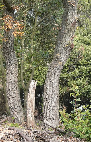 <i>Quercus <span style="font-style:normal;">×</span> cerrioides</i> Species of oak tree