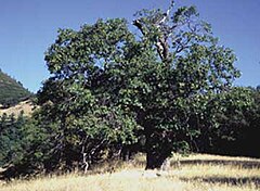 Description de l'image Quercus kelloggi.jpg.