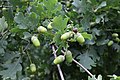 Quercus robur acorns