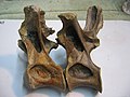 English: Dorsal vertebrae of Europasaurus holgeri. Deutsch: Rückenwirbel von Europasaurus holgeri.