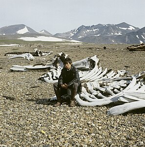 English: Whale skeletons Русский: Кости китов