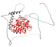 The red highlighted region of RIPK3 represents the Protein Kinase domain. The cyan region highlights the RIP homotypic interaction motif (RHIM) motif. RIPK3 Chimera Stucture.png