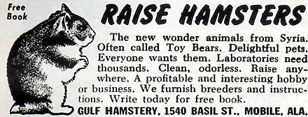 This advertisement from Gulf Hamstery appeared in numerous popular science magazines around 1948-1951. Raise hamsters advertisement.jpg