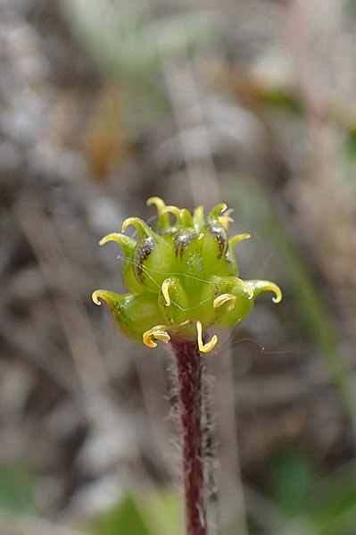 File:Ranunculus multiscapus kz03.jpg