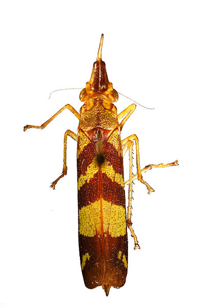 File:Raphirhinus phosphoreus.jpg