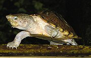 Килеватая мускусная черепаха (Sternotherus carinatus)