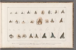 Original syntypes of Otodus appendiculatus (Fig. 1-25) and holotype of C. lata (Fig. 26) in the third volume of Recherches sur les poissons fossiles; the tooth in Fig. 10 is the sole lectotype of C. appendiculata Recherches sur les poissons fossiles (Tab 32) (7267243878).jpg