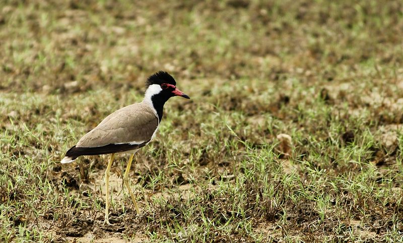 File:Red-Wattled Lapwing found at Point Calimere Wildlife and Bird Sanctuary.jpg