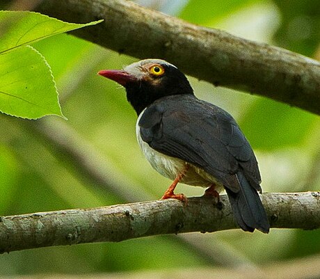 Red-billed helmetshrike